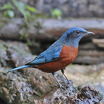 Chestnut-bellied Rock-thrush