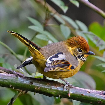 Chestnut-tailed Minla