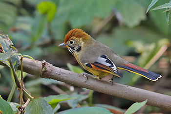 Chestnut-tailed Minla
