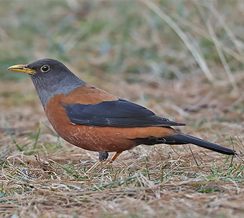 Chestnut Thrush