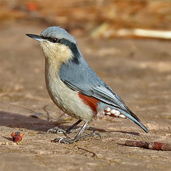 Chestnut-vented Nuthatch