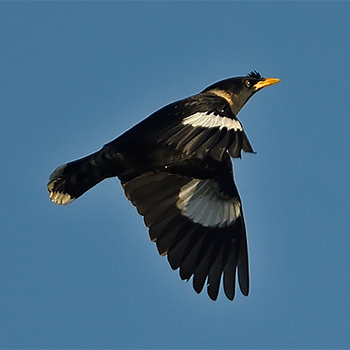 Collared Myna