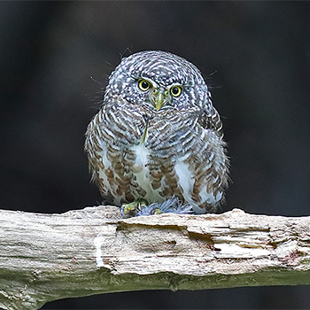 Collared Owlet