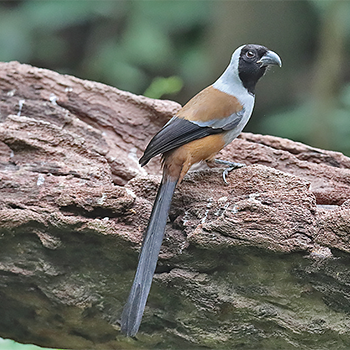 Collared Treepie