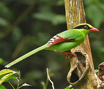 Common Green-magpie