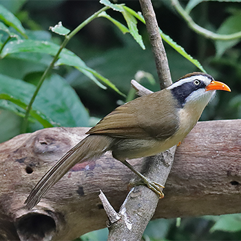 Coral-billed Scimitar-babbler