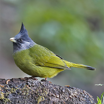 Crested Finchbill