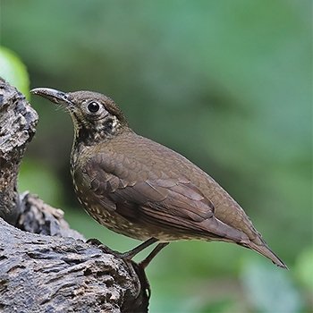 Dark-sided Thrush