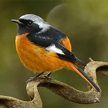 Daurian Redstart