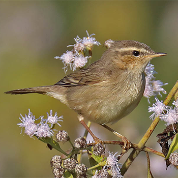 Dusky Warbler