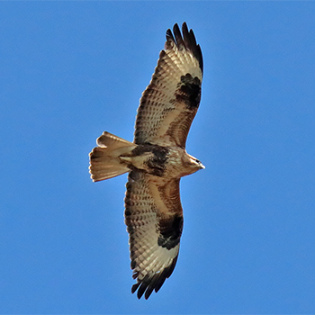 Eastern Buzzard