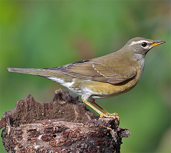 Eyebrowed Thrush