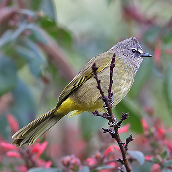 Flavescent Bulbul
