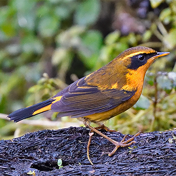 Golden Bush-robin