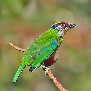 Golden-throated Barbet
