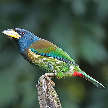 Great Barbet