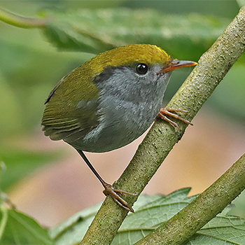 Grey-bellied Tesia