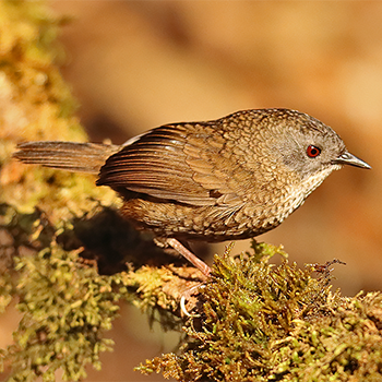 Grey-bellied Wren-babbler