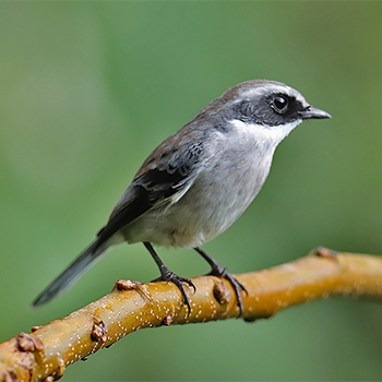Grey Bushchat