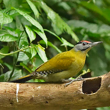 Grey-headed (Black-naped) Woodpecker