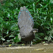Grey Peacock-pheasant