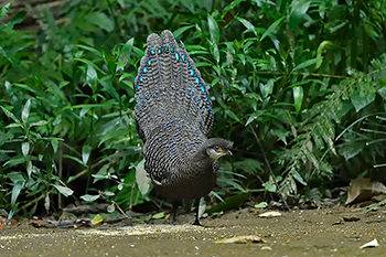 Grey Peacock-pheasant