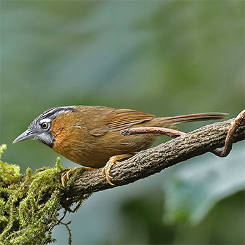 Grey-throated Babbler