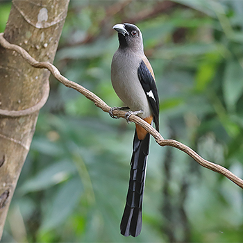 Grey Treepie