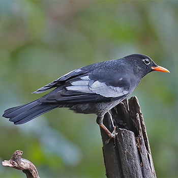 Grey-winged Blackbird