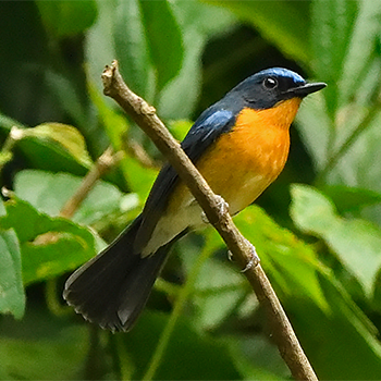 Hill Blue Flycatcher
