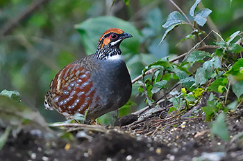 Hill Partridge