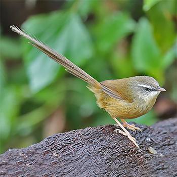 Hill Prinia