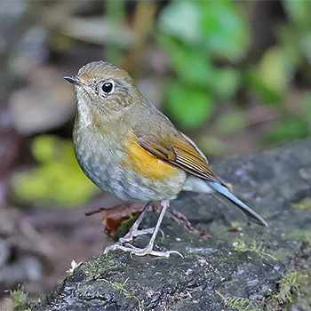 Himalayan Bluetail