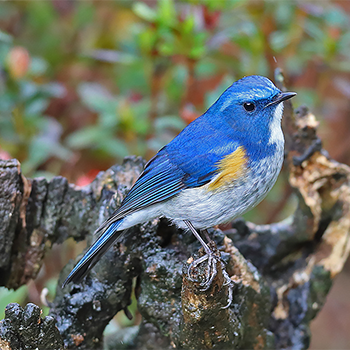 Himalayan Bluetail