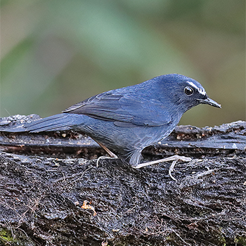 Himalayan Shortwing