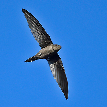 Himalayan Swiftlet