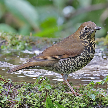 Himalayan Thrush