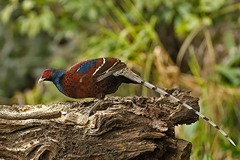 Hume's Pheasant