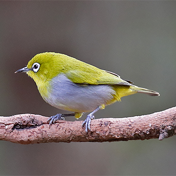 Indian White-eye