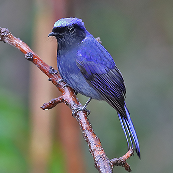 Large Niltava