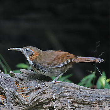 Large Scimitar-babbler