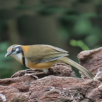 Lesser Necklaced Laughingthrush