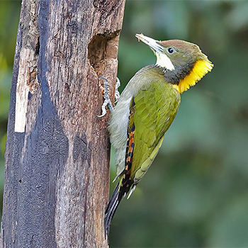 Lesser Yellownape