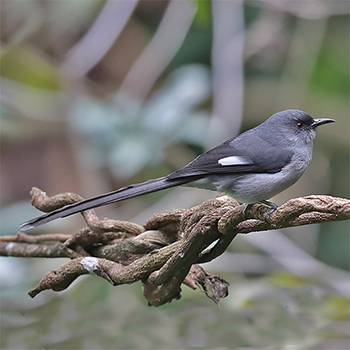 Long-tailed Sibia