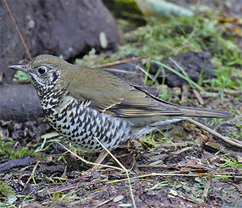 Long-tailed Thrush