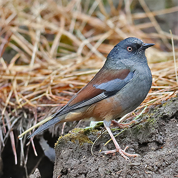 Maroon-backed Accentor