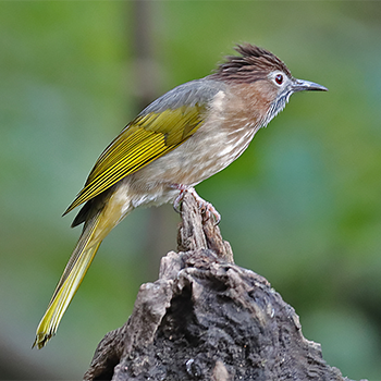 Mountain Bulbul