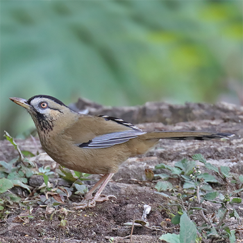 Moustached Laughingthrush