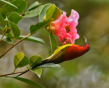 Mrs Gould's Sunbird