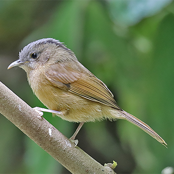 Nepal Fulvetta
